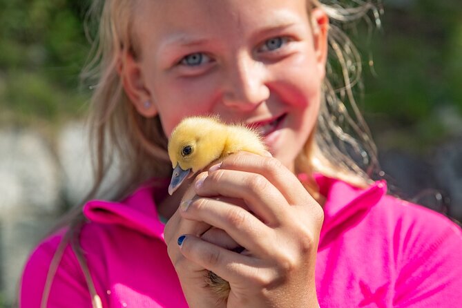 Steim Farm Experience in Vik, Norway - Key things you should know before you go