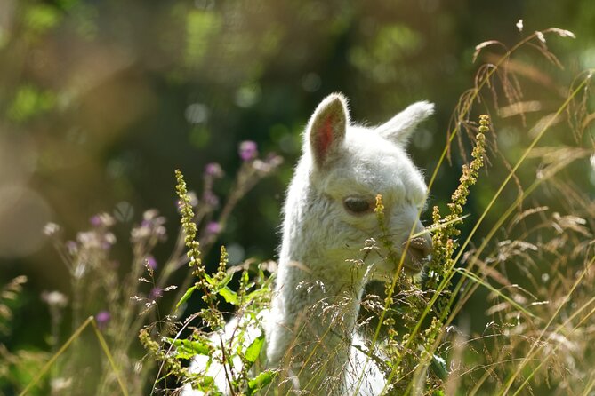 Steim Farm Experience in Vik, Norway - Meet the animals at Steim: alpacas, muscovy ducks, and the rest of the farm cast