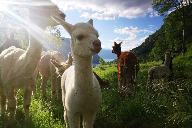 Steim Farm Experience in Vik, Norway - Inside the barn and stables: where the tour turns from view to experience