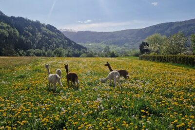 Steim Farm Experience in Vik, Norway - The walk through the fields and feed process: the practical part you’ll remember