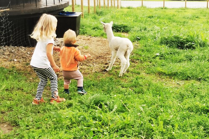 Steim Farm Experience in Vik, Norway - Timing, group size, and the practical logistics that make it smooth
