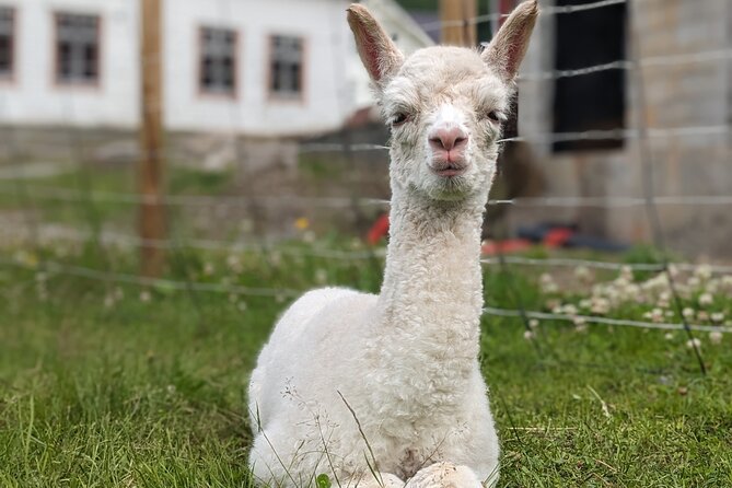 Steim Farm Experience in Vik, Norway - Price in context: what $30.31 buys you (and what costs extra)