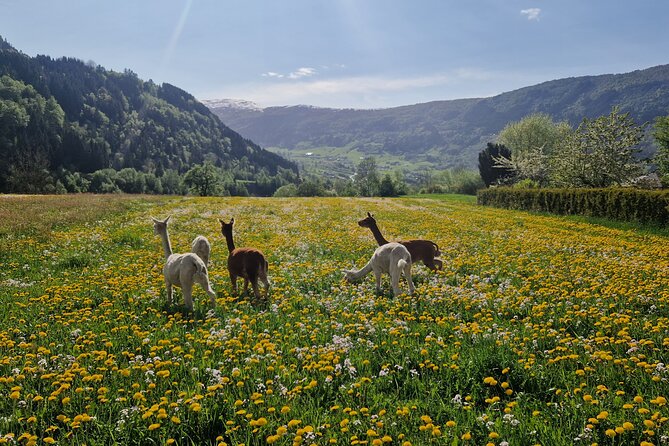 Steim Farm Experience in Vik, Norway - The walk through the fields and feed process: the practical part you’ll remember