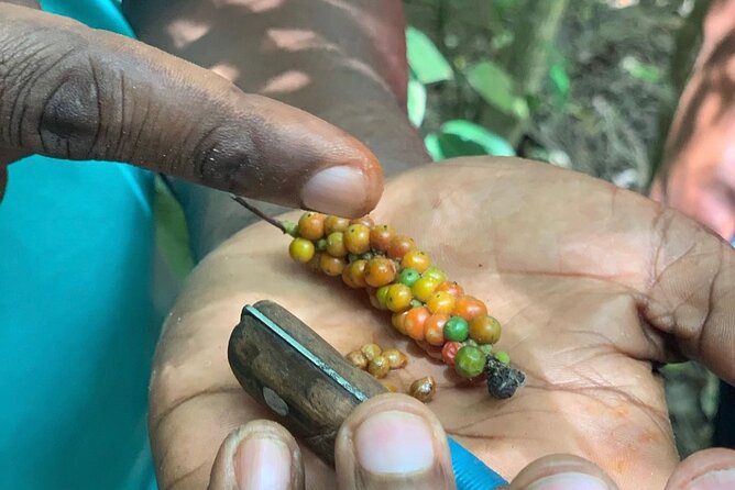 STONE TOWN and SPICE FARM TOUR ( Lunch Included ) - Price and Value: What $130 Really Buys You