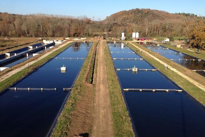 Sturgeon Fish-Farm Visit and Caviar Master Class Tasting in Neuvic - The 1.15-hour fish-farm tour: sturgeons, aquaculture, and real caviar making