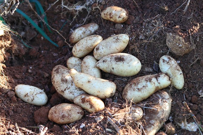 Taste of Jamaica Farm Cookout - Coffee walk and medicinal plant talk: the stuff you carry home