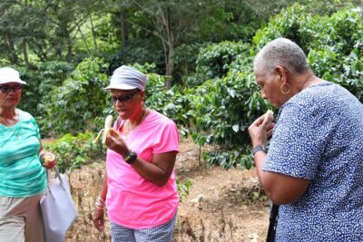 Taste of Jamaica Farm Cookout - Fruit stops and the roadside tasting effect