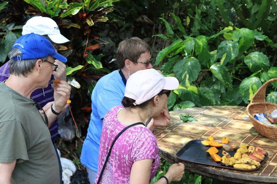 Taste of Jamaica Farm & Food Tour - Herbal Garden Walk: Medicinal Herbs, Labels, and Practical Explanations