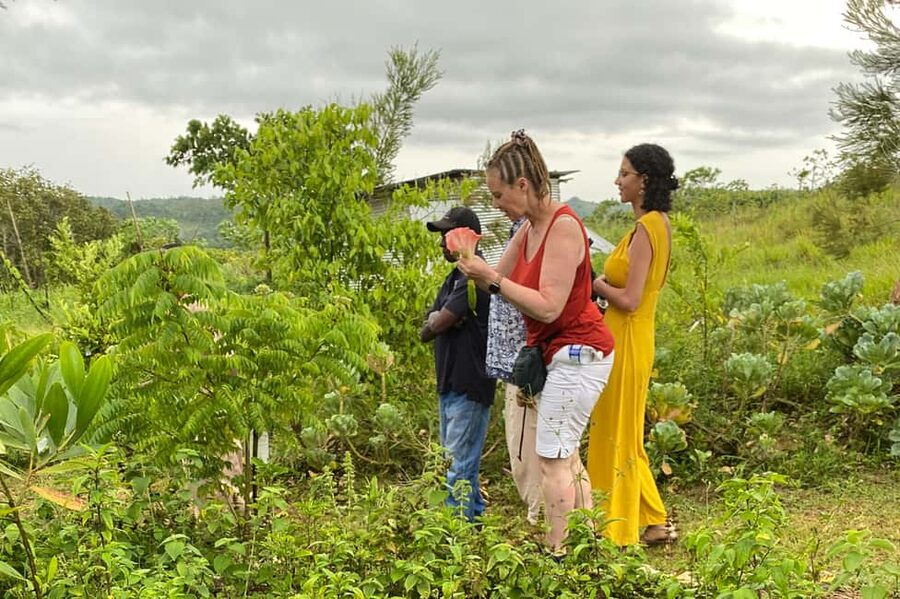 Taste of Jamaica Farm & Food Tour - Farm Life Beyond the Herbs: Produce Fields, Coffee, Fruit Trees, and Animals