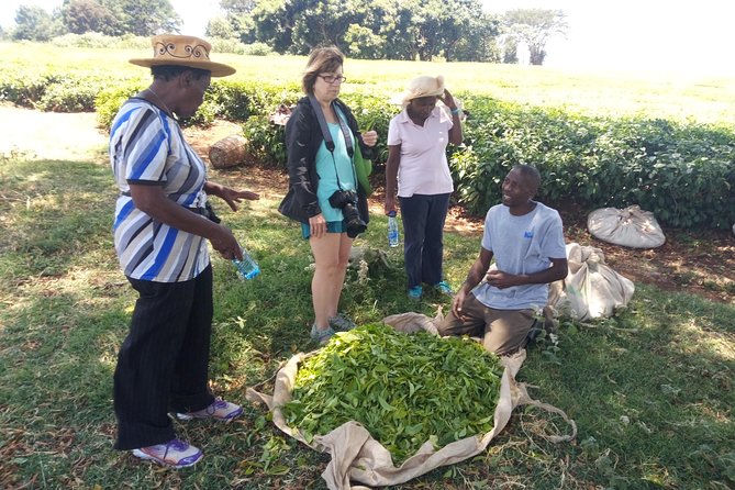 Tea Farm Experience at Riara Tea Farm And Factory Tour - Key highlights at a glance
