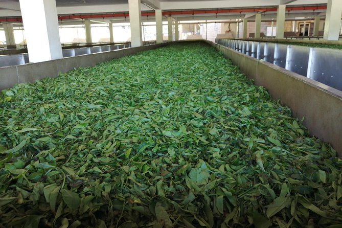 Tea Farm Experience at Riara Tea Farm And Factory Tour - Lunch plus a tea break: what’s included and how to plan around it