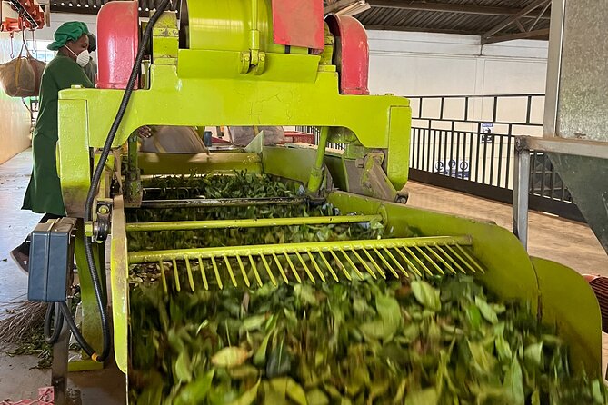 Tea Farm Experience at Riara Tea Farm And Factory Tour - Price and value: is $160 per person worth it?
