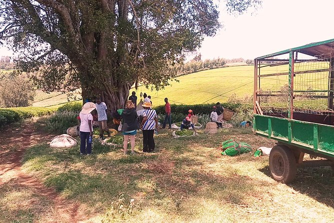 Tea Farm Experience at Riara Tea Farm And Factory Tour - Should you book the Riara Tea Farm and Factory Tour?