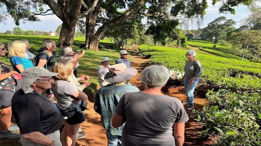 Tea Farm Tour From Nairobi (Kiambethu). - Getting out of Nairobi: the drive with Alex matters more than you think
