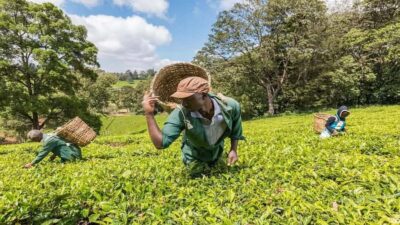 Tea Farm Tour From Nairobi (Kiambethu). - Arriving at Kiambethu: what the farm visit actually feels like
