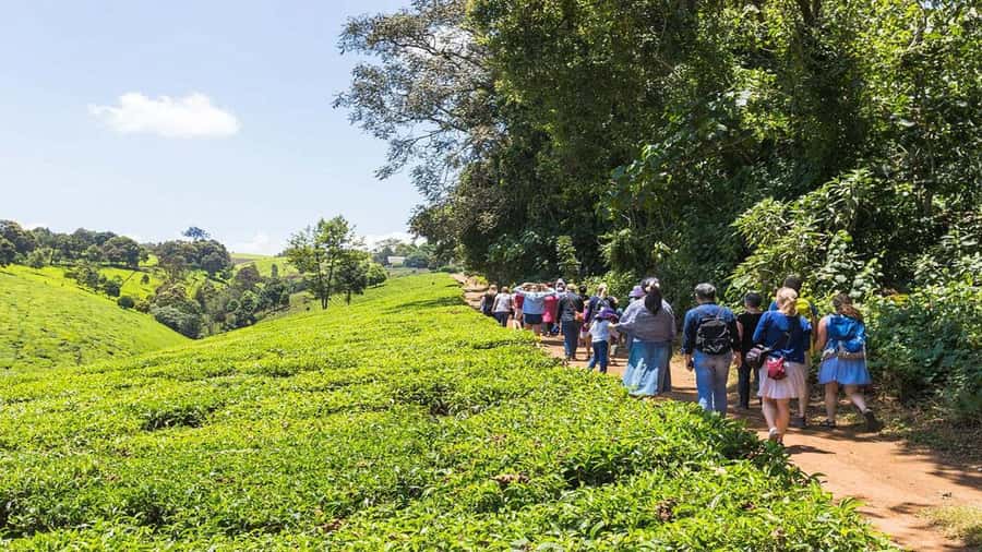 Tea Farm Tour From Nairobi (Kiambethu). - The forest walk with a resident Kenyan guide: plants, traditional uses, and monkeys