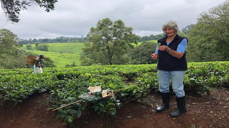 Tea Farm Tour From Nairobi (Kiambethu). - Should you book the Kiambethu Tea Farm tour from Nairobi?