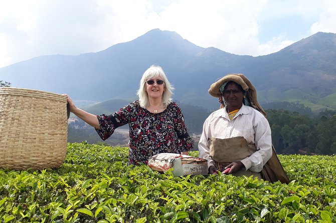 Tea Farm Tourism - The Tea Plantation Walk: Where the Scenery Becomes an Explanation