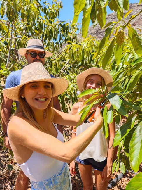 Tenerife: Avocado Farm Tour with Tasting Menu & Wine - What to Bring (So the Walk Doesn’t Ruin Your Day)