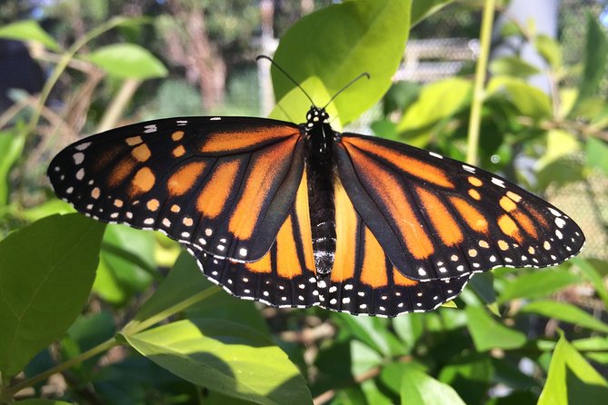 The Maui Butterfly Farm Tour - Key Highlights You’ll Remember