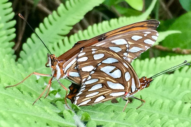 The Maui Butterfly Farm Tour - First Stop at Maui Butterfly Farm: a short tour with a full agenda