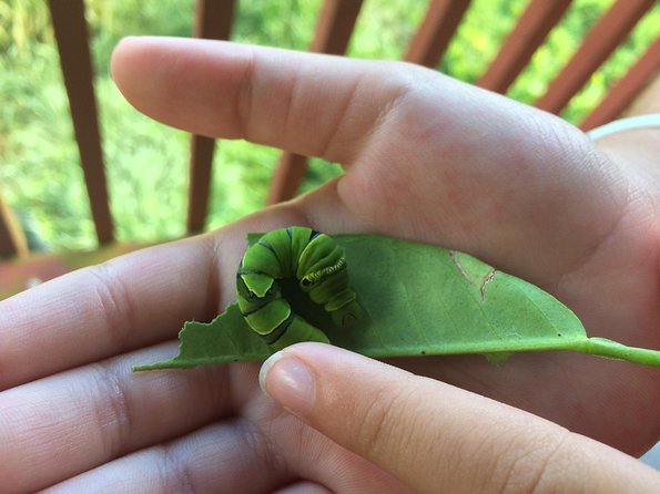 The Maui Butterfly Farm Tour - The lifecycle lesson you can hold in your hands