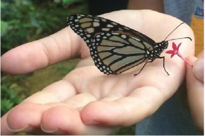 The Maui Butterfly Farm Tour - Where the butterflies come to you: flight house and lighthouse feeding