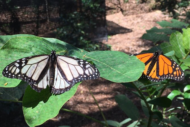 The Maui Butterfly Farm Tour - Conservation work explained without the lecture tone