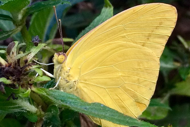 The Maui Butterfly Farm Tour - The guide matters: small-group pacing and real attention