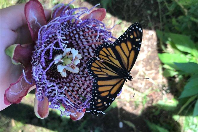 The Maui Butterfly Farm Tour - Who this Maui stop is best for (and who might be less thrilled)