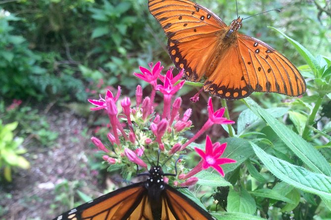 The Maui Butterfly Farm Tour - Price and value: what $49.99 buys you here
