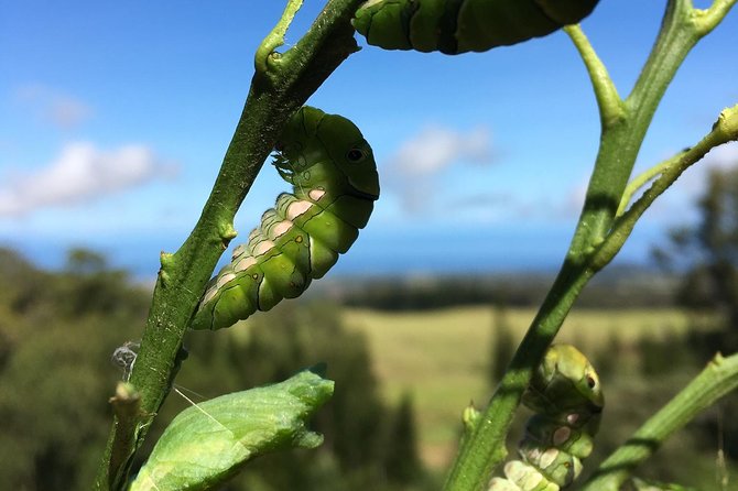The Maui Butterfly Farm Tour - Practical tips for an easy, comfortable visit