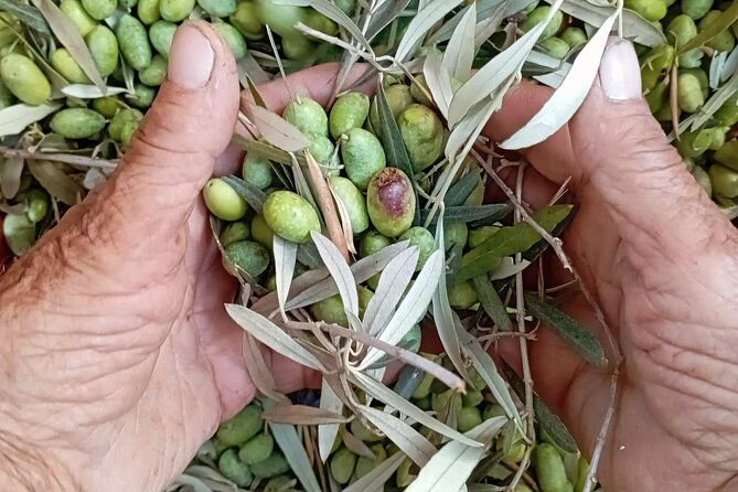 The Olive Oil Experience @ Lefkada Micro Farm - Key highlights you’ll remember