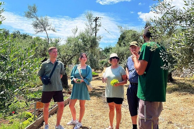 The Olive Oil Experience @ Lefkada Micro Farm - From olive cultivation to quality: regenerative organic and terroir