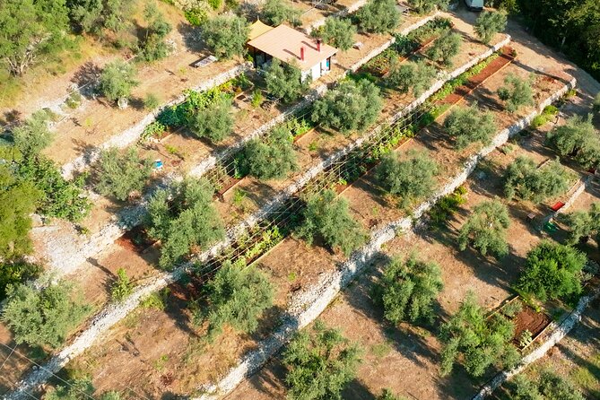 The Olive Oil Experience @ Lefkada Micro Farm - Why the peaceful farm setting matters for the lesson