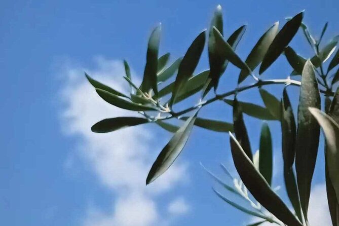 The Olive Oil Experience @ Lefkada Micro Farm - Who should book this experience (and who might not)