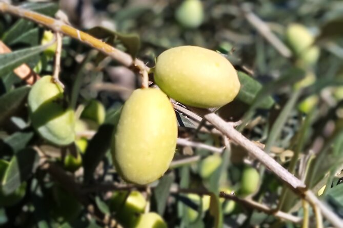 The Olive Oil Experience @ Lefkada Micro Farm - Quick practical tips so your visit goes smoothly