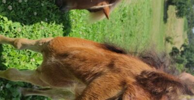 Thessaloniki:Horse Riding in a farm - The 3-hour flow: pickup, farm visit, and the 40-minute horseback ride