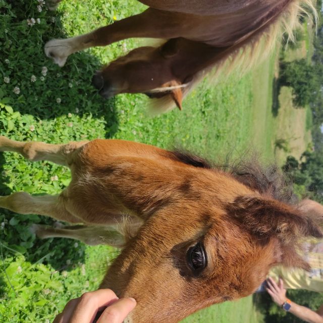 Thessaloniki:Horse Riding in a farm - What’s available for food and drinks (and what you’ll need to budget)