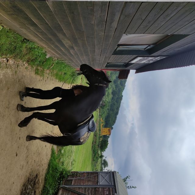 Thessaloniki:Horse Riding in a farm - Should you book this Thessaloniki horse farm ride?