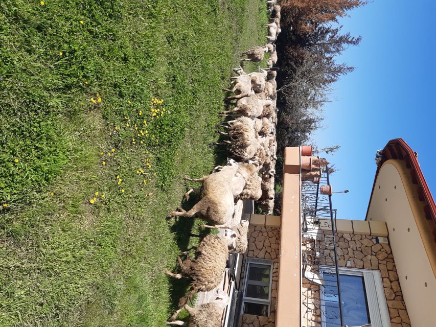 Thessaloniki: Private Greek Cooking Class and Meal at a Farm - Who this is best for (and who should skip it)