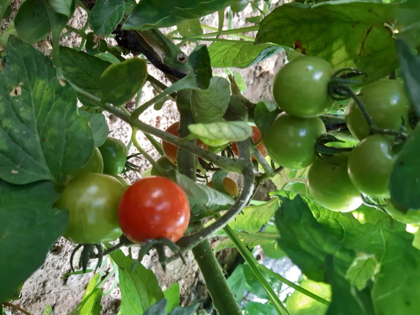 Thessaloniki: Private Greek Cooking Class and Meal at a Farm - Cooking class with Greek gastronomia secrets: hands-on, not just theory