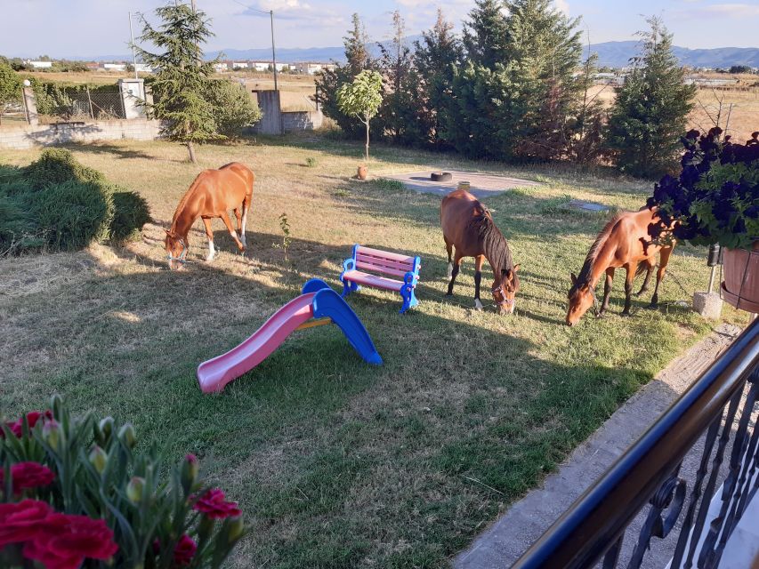 Thessaloniki: Private Greek Cooking Class and Meal at a Farm - Cooking diploma and a gift: the day leaves with more than memories