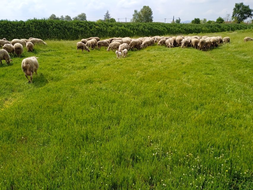 Thessaloniki: Private Greek Cooking Class and Meal at a Farm - Price and value: is $169 per person worth it?