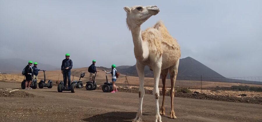 Tiscamanita: Segway Tour, Aloe Vera Farm & Mills Museum - Mills Museum: Local Work, Local Industry, and a Quick Reality Check