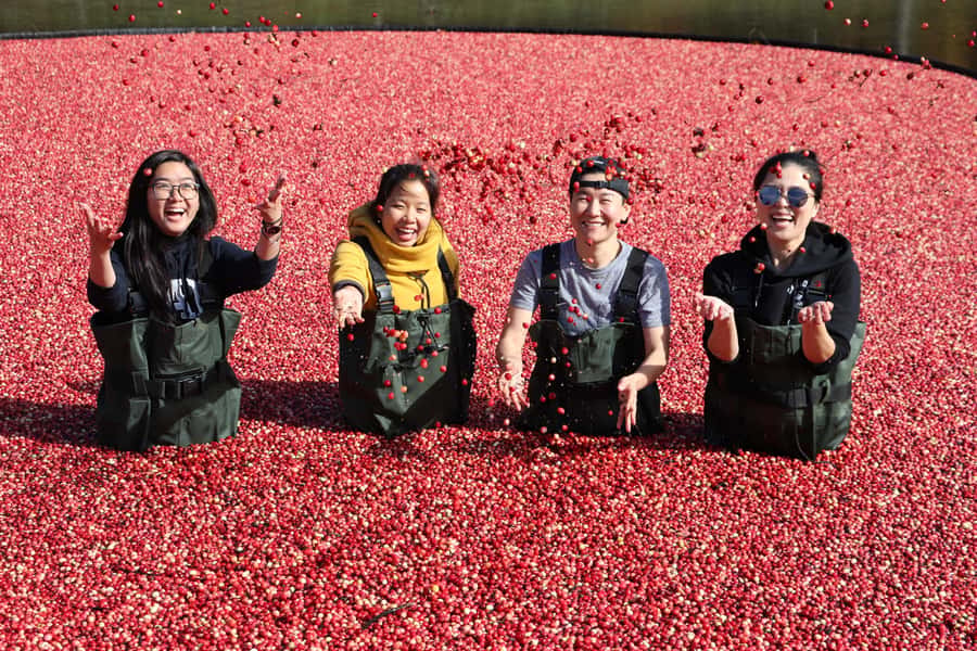 Toronto: Muskoka Cranberry Farm and Hardy Lake Hike - A Toronto-to-Muskoka day that mixes two very different kinds of fun