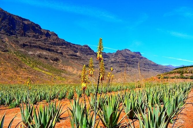 Tour to Arucas, Teror, Aloe Vera farm - Highlights - Key highlights worth your attention