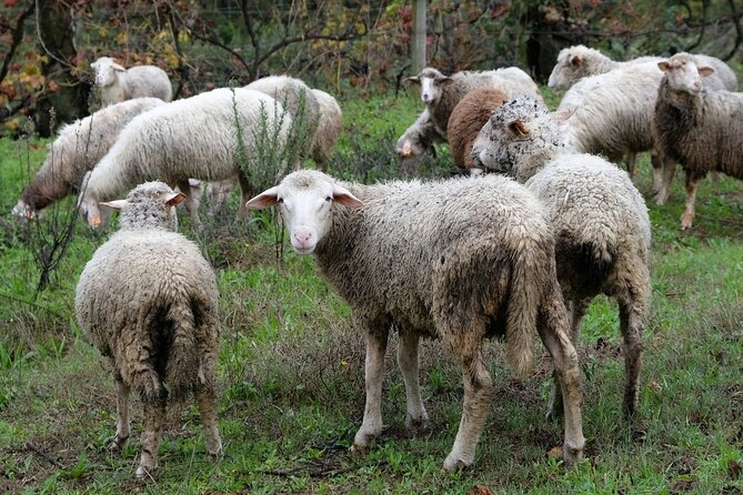 Traditional Cooking Class, Farm Tour & Lunch in the Douro Valley - Who This Is Best For (and Who Might Want Something Different)