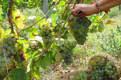 Traditional Cooking Class, Farm Tour & Lunch in the Douro Valley - Your Farm Tour: Picking, Animals, and the Why Behind the Food