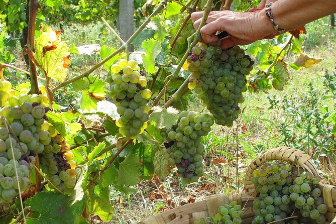 Traditional Cooking Class, Farm Tour & Lunch in the Douro Valley - Your Farm Tour: Picking, Animals, and the Why Behind the Food